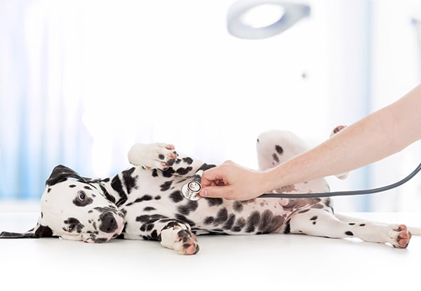 VetCare Grey Lynn & Unitec