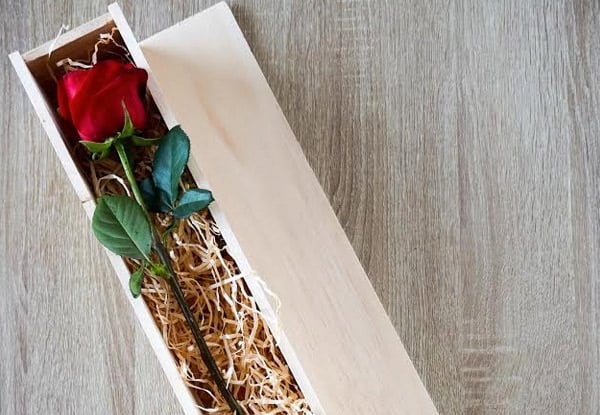 $20 for a Gorgeous Single Long-Stemmed Red Rose - Nationwide Delivery Available