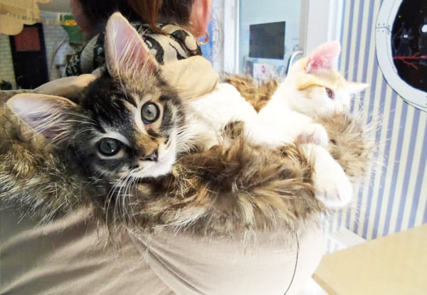 $65 for One-Hour Private Booking to the Cat Lounge for up to Five People (value $200)