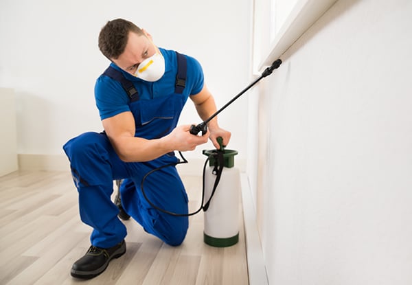 From $89 for an Internal & External Fly & Spider Treatment – Options for up to Five Bedrooms Available