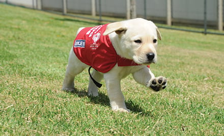 Blind Foundation Guide Dog Donation