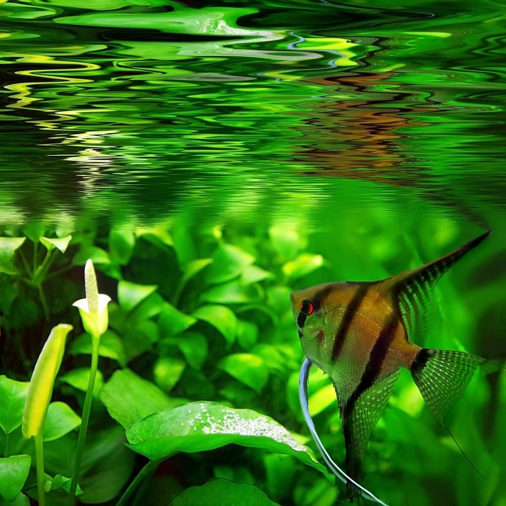 Epicfishnz Aquariums