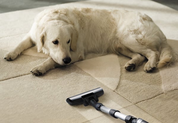 From $55 for a Professional Home Carpet Shampooing Service – Options for Houses from Two to Five Bedrooms