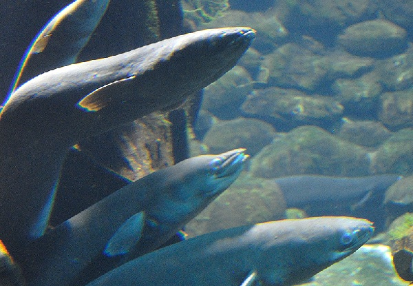 The National Kiwi Centre