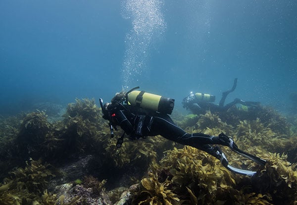 Guided Dive Tour in New Zealand's First Marine Reserve incl. Two Dive Tanks & Weights - Options for Full Dive Equipment & for Two People
