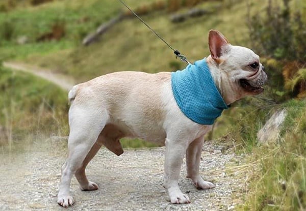 Dog Cooling Bandana - Three Sizes Available