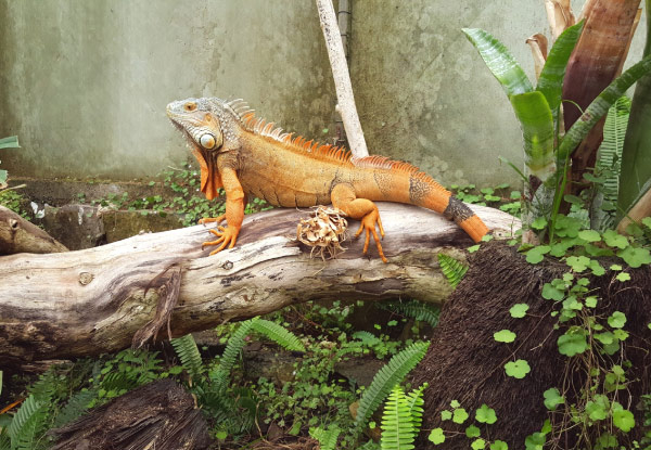 General Admission for NZ's Only Reptile Park - Options for Child, Two Adults or Family Pass