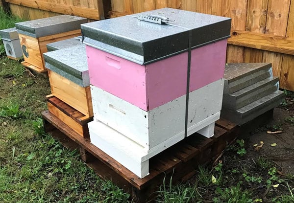 $57 for a One-Month Beehive Rental, or $150 for Four-Months