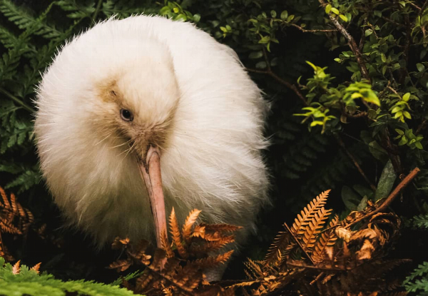 Pukaha National Wildlife Centre Self-Guided Entry Ticket - Options for Adult, Child, or Family Pass
