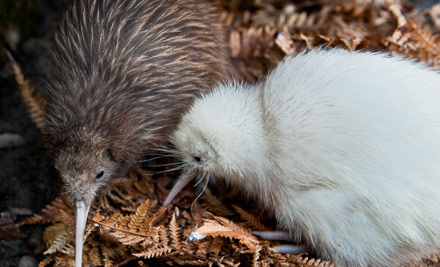 Pukaha National Wildlife Centre Pass - Options for Child, Adult, Senior or a Family Pass