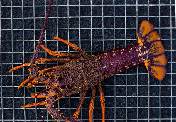Harbour Fish