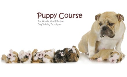 Online Courses