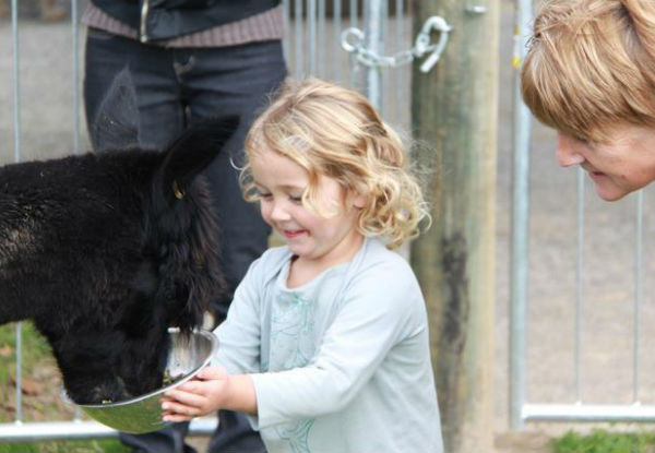 Cornerstone Alpaca Stud
