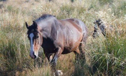 Adventure Horse Trekking NZ Limited