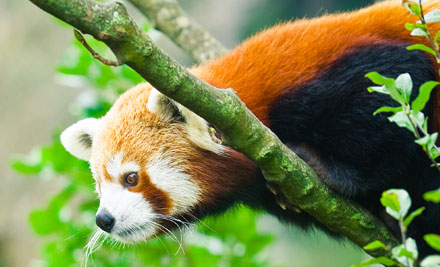 Wellington Zoo