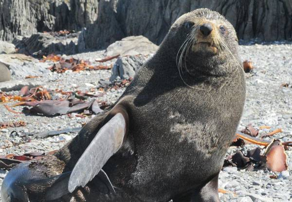 Seal Coast Safari