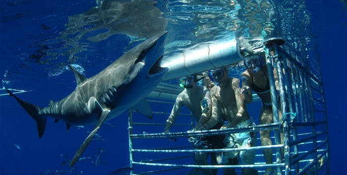 Hawaii Shark Encounters