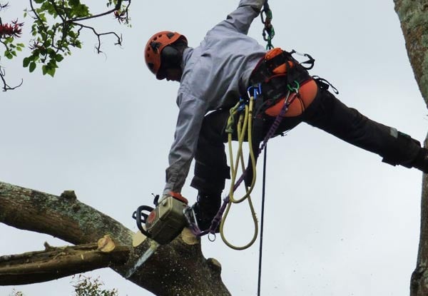 $129 for a Two Man Crew for One-Hour of Professional Tree Work Services incl. Tree Pruning, Shaping, Removal, Crown Reduction, Mulching of Brushwood – Option Available for Two Hours