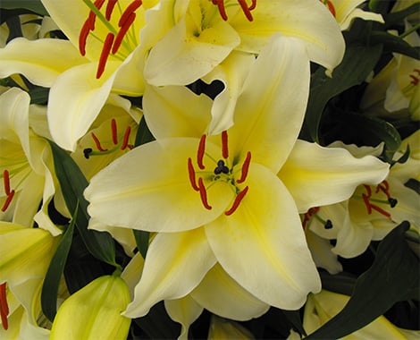 From $23 for a Pack of Lily Bulbs - Two Options Available