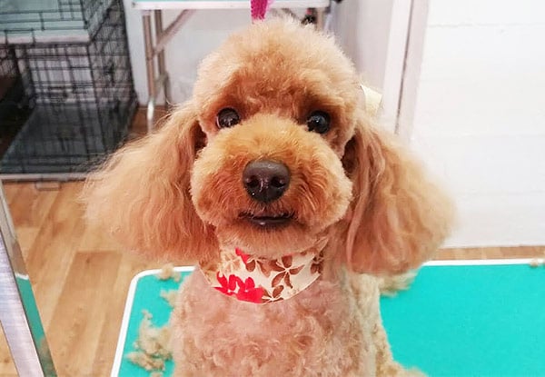 From $45 for a Professional Dog Grooming Package incl. Wash, Blow-Dry, Style Cut, Nail Clipping & More (value up to $129)