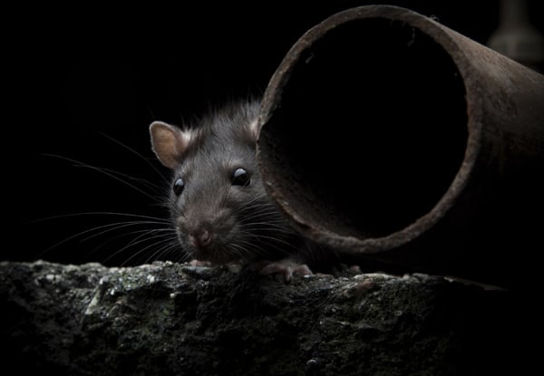 $95 for a Domestic Mouse & Rat Treatment (value up to $190)