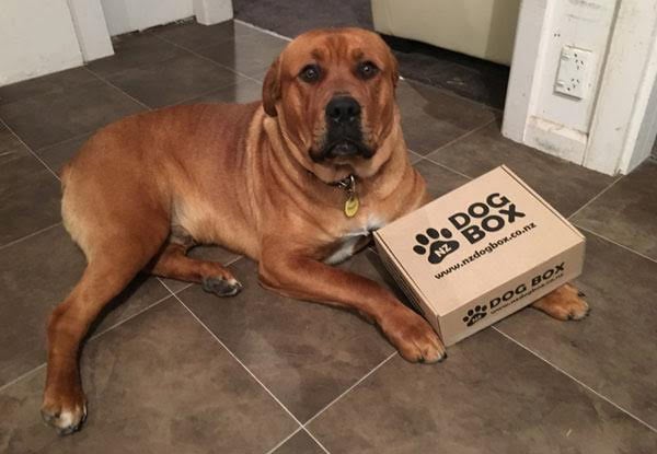 $22 for a Surprise Box of Dog Treats – Options Available for Different Sized Dogs