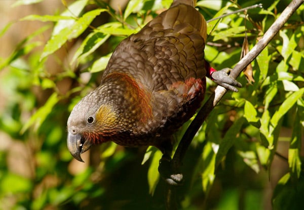 $5 for a Child Entry to Sanctuary Mountain Maungatautari, $12 for an Adult Entry or $29 for a Family Pass (value up to $45)