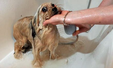 Professional Dog Grooming