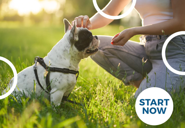 Dog Training Online Certificate Course - Option for Dog Nutrition Online Certificate Course
