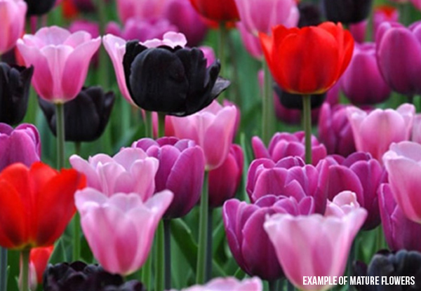 $22 for 50 Mixed Colour Tulip Bulbs or 30 Single Colour Bulbs