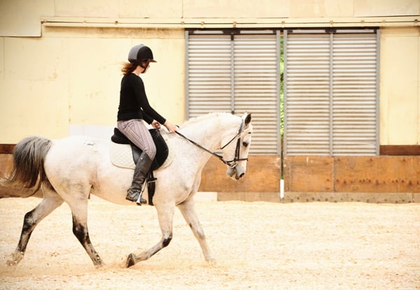 One-Hour Group or 30-Minute Private Horse Riding Lessons - Options for up to Three Lessons