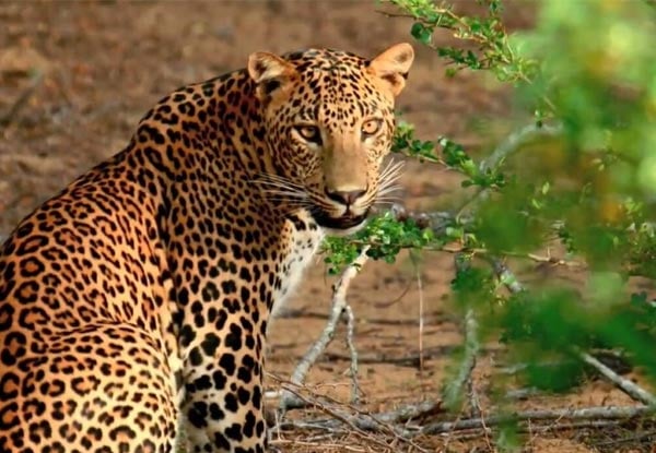 Sri Lankan Safari Tour for Two incl. Five Nights’ Accommodation, Two-Way Airport Transfer, 60 Minute Spa Treatment, Daily Breakfast. Options for up to Seven Nights' Stay