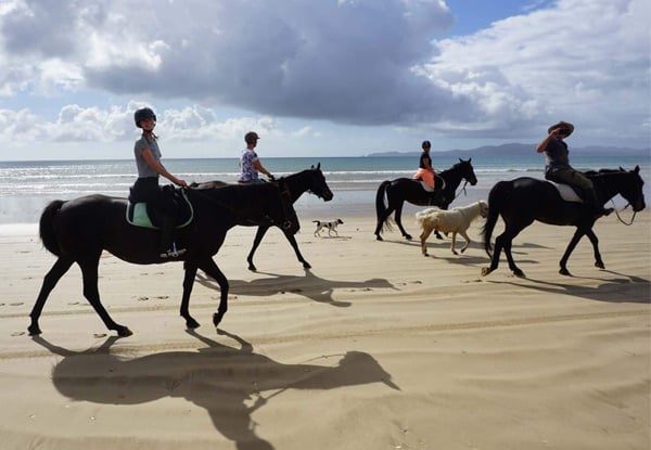 Horse’n Around Northland