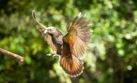 Pūkaha National Wildlife Centre