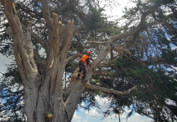 Two-Man Crew for Two Hours of Professional Tree Work Services incl. Tree Pruning, Shaping & Hedge Trimming - Option for Three Hours