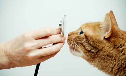 Lifestyle Pets
