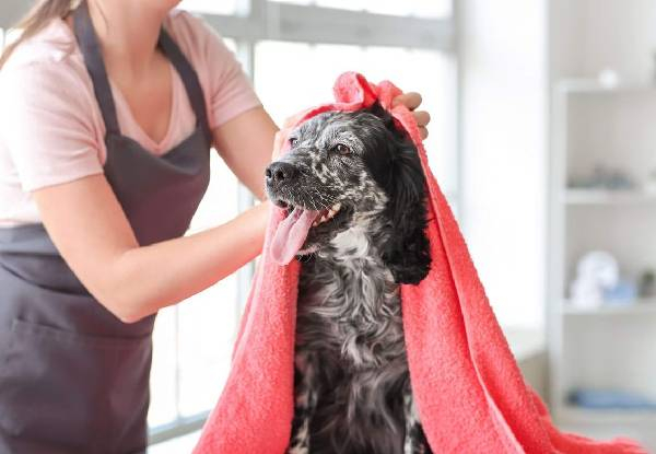 45-Minute Dapper Dog Full Luxury Grooming Package