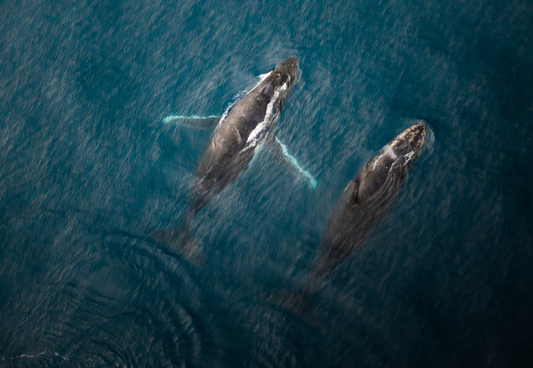 20% Off Adult Fares on a 30-Minute Whale Watch Flight - Option for Private Hire for up to Seven Passengers