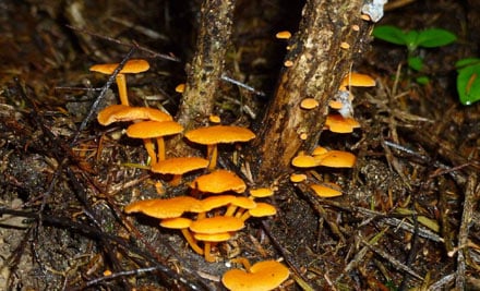 Russell Nature Walks