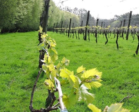 Waimarie Wines