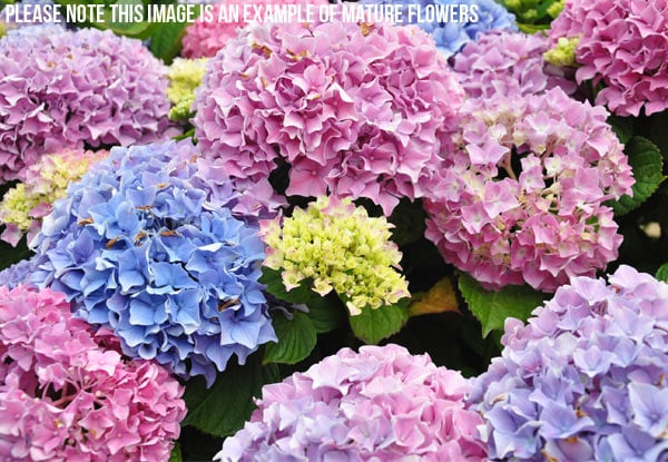 $79 for a Carton of Ten Mixed Colour Hydrangeas incl. North Island Delivery