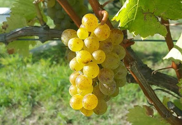 Martinborough Wine Tours Ltd