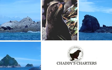 Chaddy's Charters