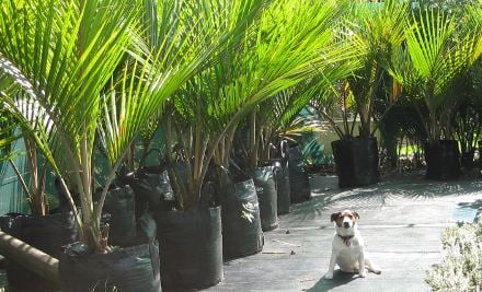 Tawapou Coastal Natives