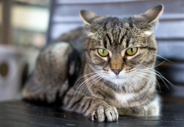 Neko Ngeru Cat Adoption Cafe