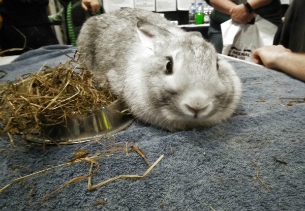One Adult Ticket to the Wellington Pet & Animal Expo 2019 - Options for 16th or 17th November 2019