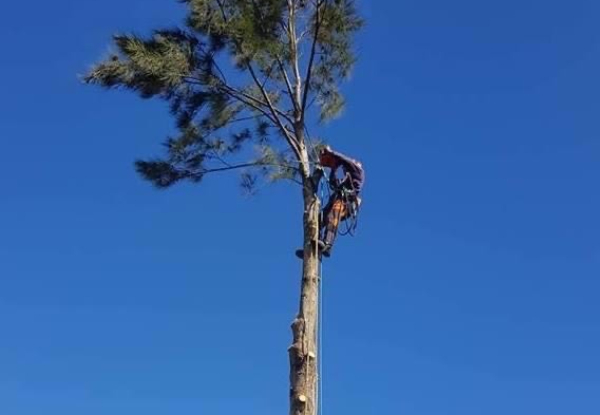 Two-Hour Tree Services by Arborist & Groundsman with Truck & Chipper incl. Removal of Wood & Green Waste - Option for Four Hours
