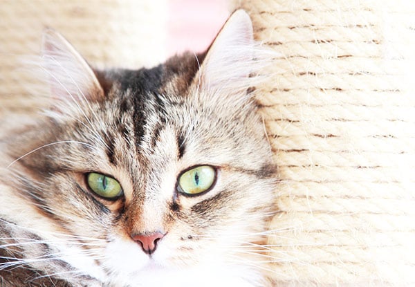 Avon Cattery