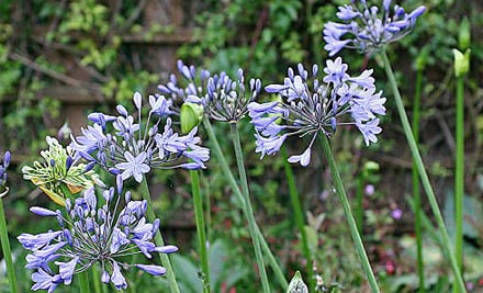 Greenleaf Nurseries
