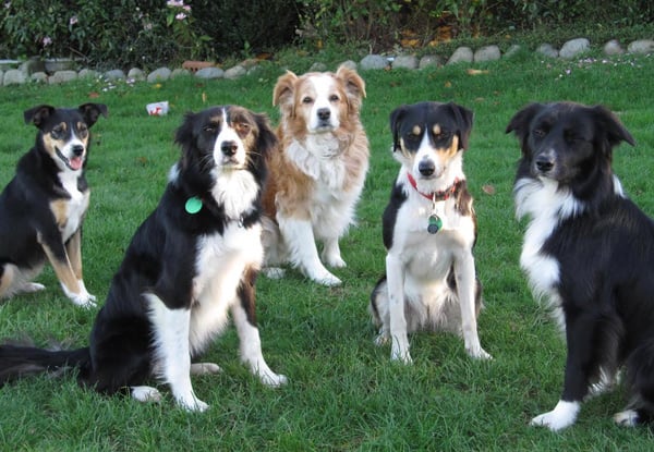 Goodogz